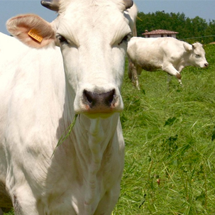 Vacca bianca